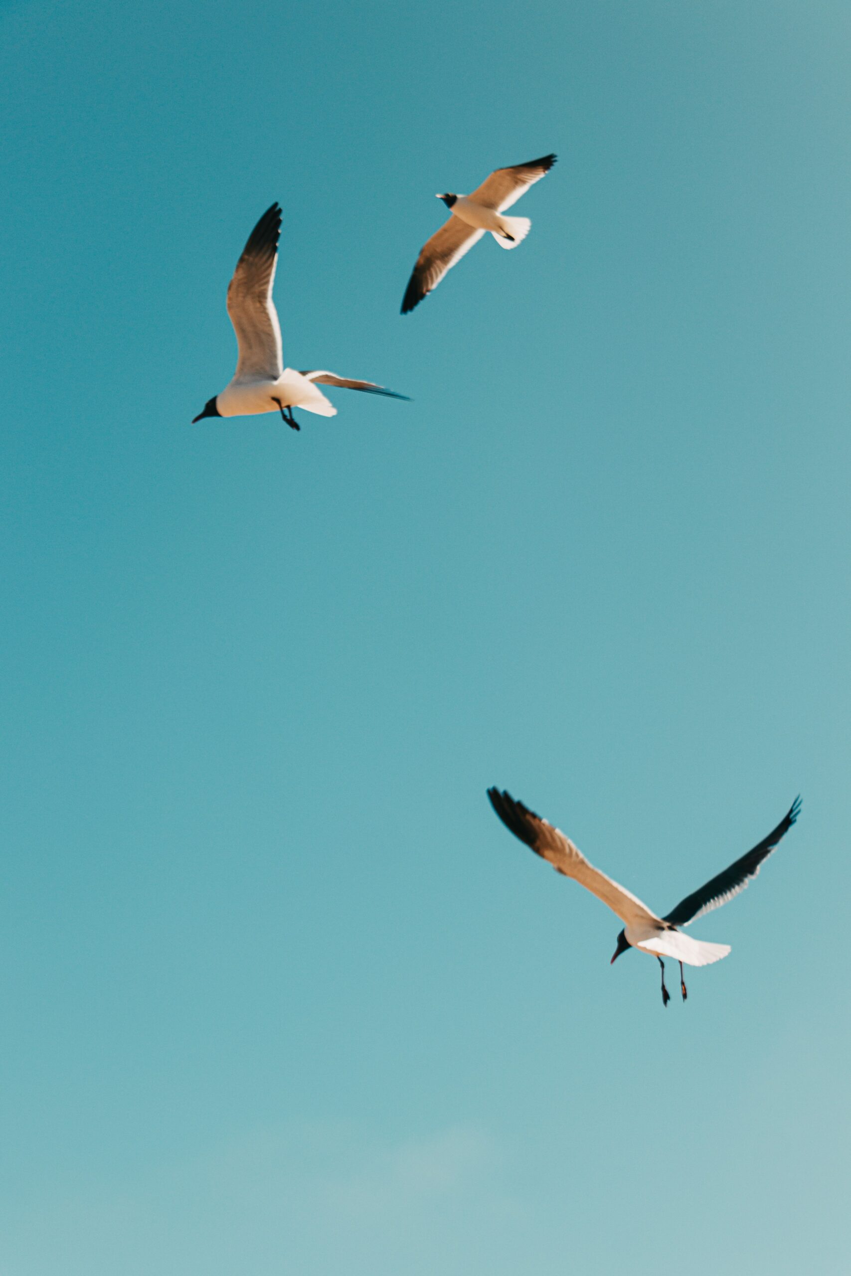 Oiseaux rares